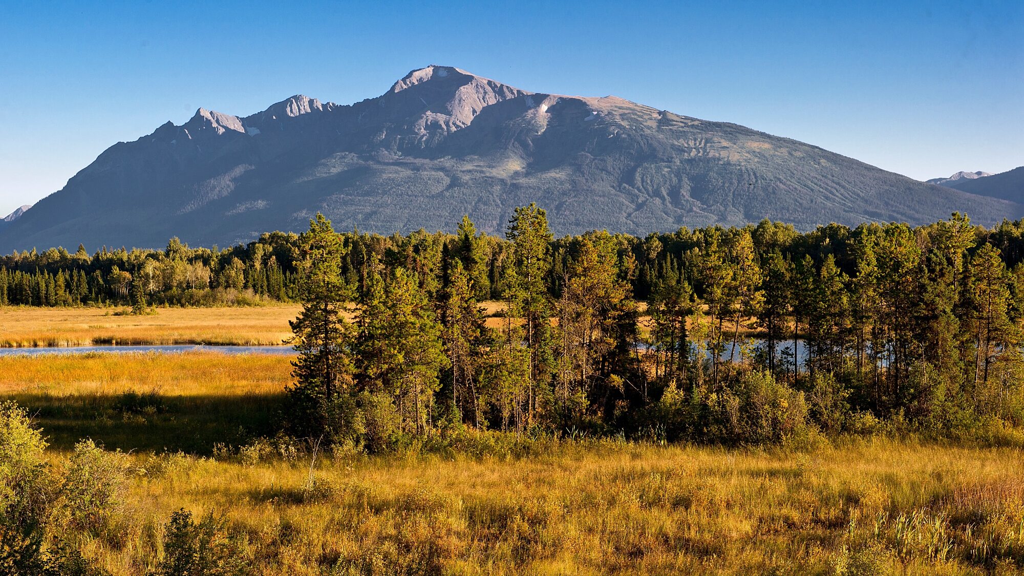 Cranberry Marsh